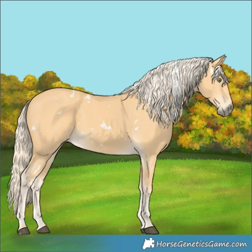 Horse Color:White Spotted Palomino 