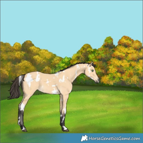 Horse Color:White Spotted Buckskin
