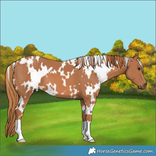 Horse Color:White Spotted Chestnut 
