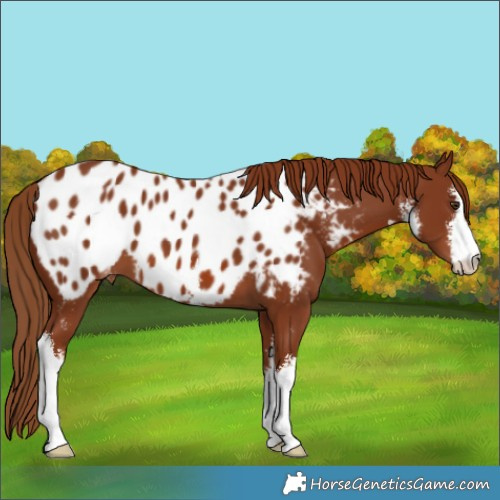 Horse Color:White Spotted Chestnut Near Leopard 