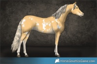 Horse Color:White Spotted Palomino