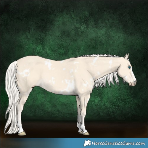 Horse Color:White Spotted Cremello 