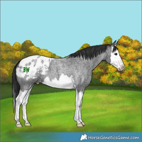 Horse Color:Blue Roan Splash Varnish 