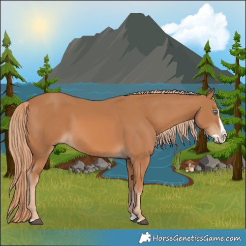 Horse Color:Chestnut Splash