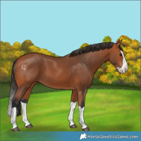 Horse Color:Bay Splash 