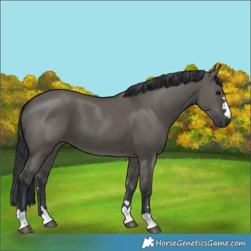 Horse Color:Grullo