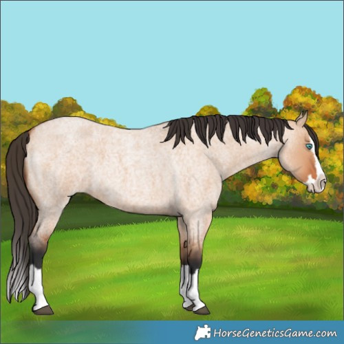 Horse Color:Bay Roan Dun Splash 