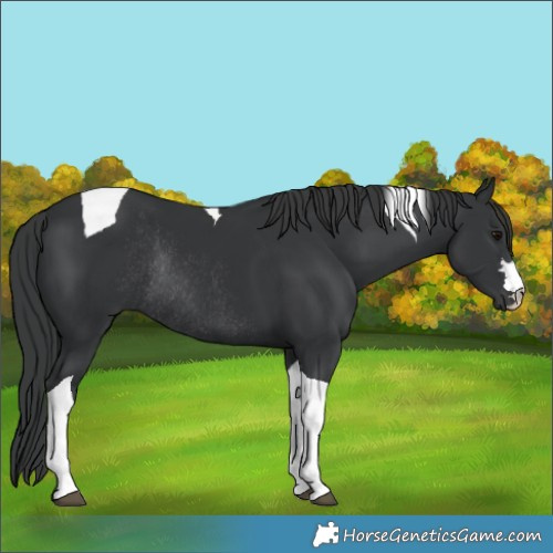 Horse Color:Black Tobiano Rabicano 