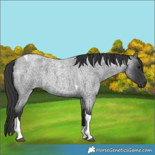 Horse Color:Blue Roan Tobiano 