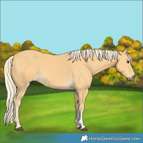 Horse Color:Palomino
