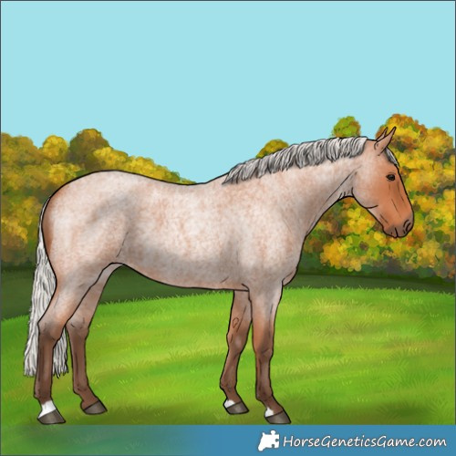 Horse Color:Silver Bay Roan 