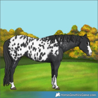 Horse Color:Black Appaloosa 
