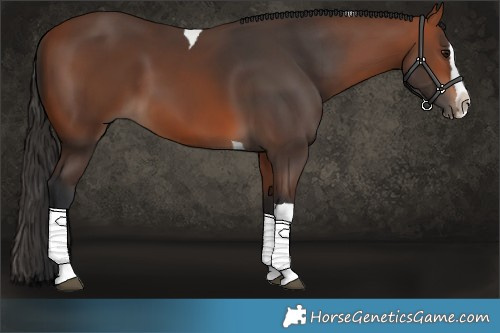 Horse Color:Bay Splash Tobiano 