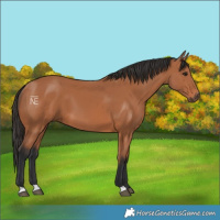 Horse Color:Bay 