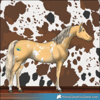 Horse Color:White Spotted Palomino 