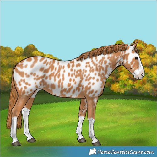 Horse Color:Chestnut Splash Near Leopard