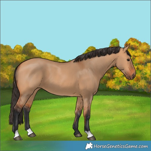 Horse Color:Bay Dun 