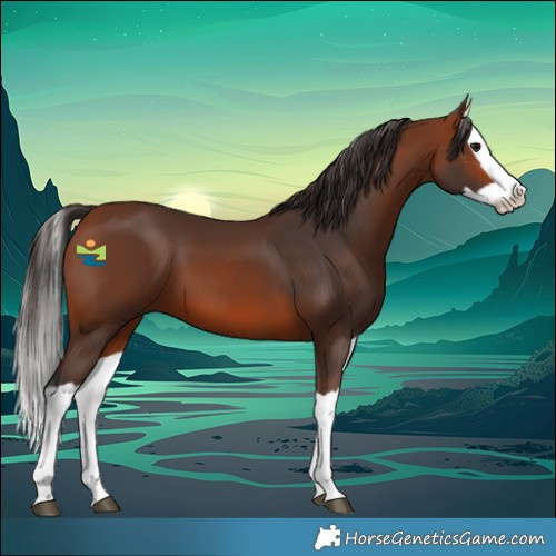 Horse Color:Bay Splash