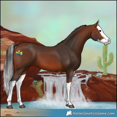 Horse Color:Bay Splash 