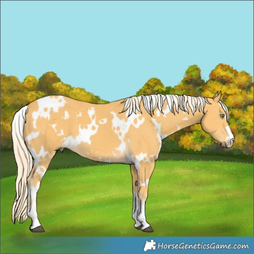 Horse Color:White Spotted Palomino