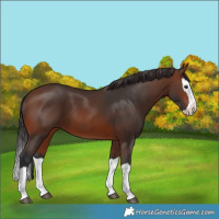 Horse Color:Brown Splash 