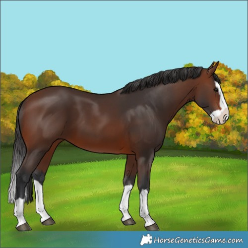 Horse Color:Brown Splash 