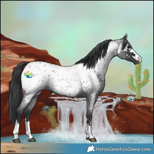 Horse Color:Blue Roan Near Leopard 