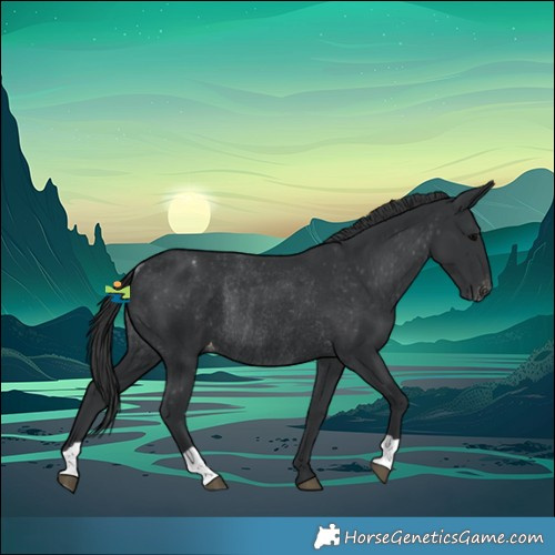 Horse Color:Black Varnish Rabicano 