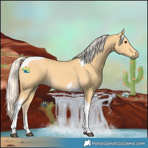 Horse Color:Palomino Tobiano 