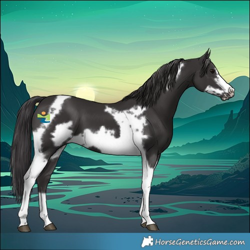 Horse Color:Smoky Black Tobiano Frame