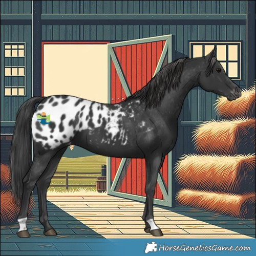 Horse Color:Black Near Leopard 