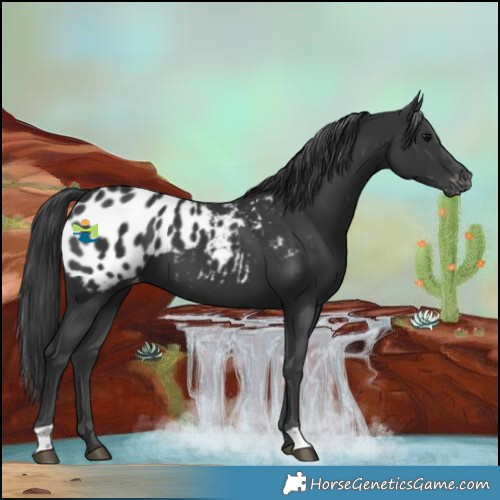 Horse Color:Black Near Leopard