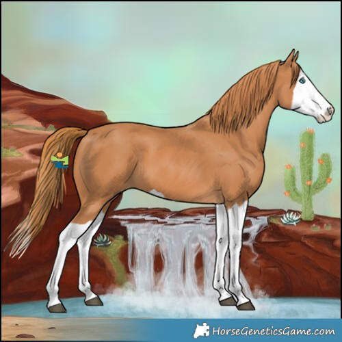 Horse Color:Chestnut Splash
