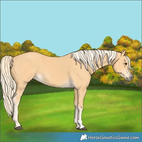 Horse Color:Palomino 