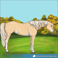 Horse Color:Palomino
