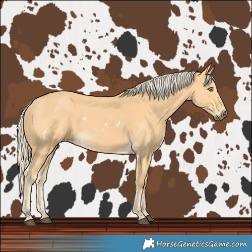 Horse Color:White Spotted Palomino 