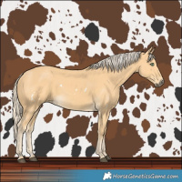 Horse Color:White Spotted Palomino 