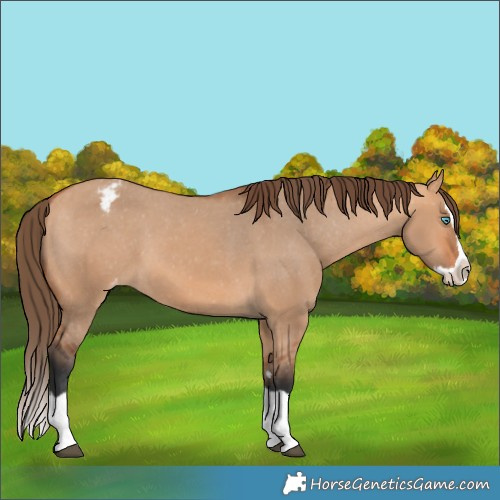 Horse Color:Bay Dun Splash Varnish 