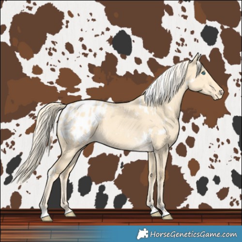 Horse Color:White Spotted Gold Cream Champagne Dun Blanket 