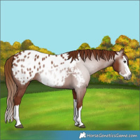 Horse Color:Gray Chestnut Splash Blanket 