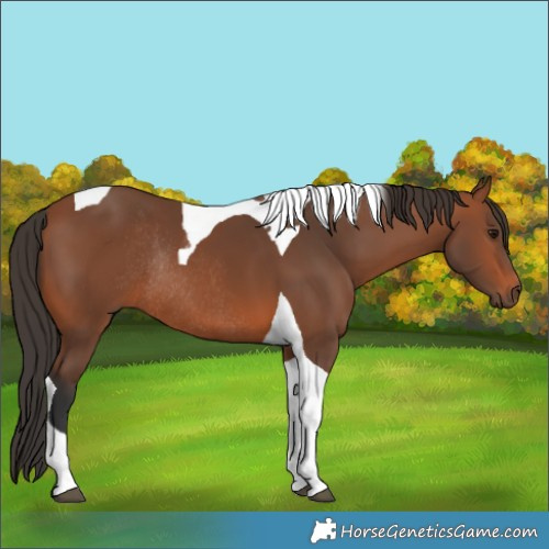 Horse Color:Bay Tobiano Rabicano 