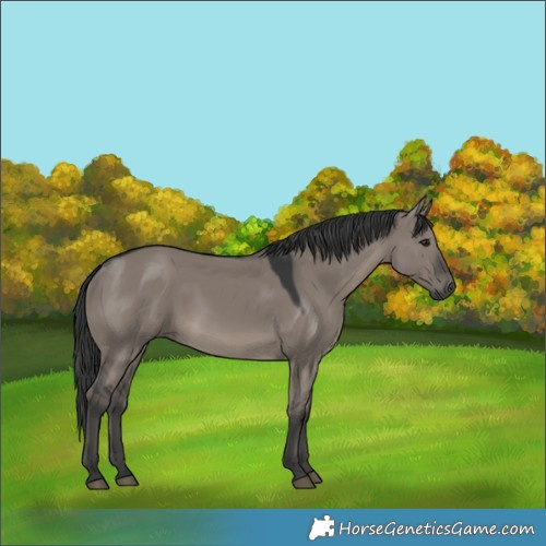 Horse Color:Grullo