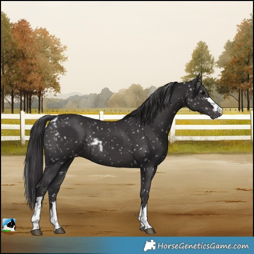 Horse Color:Smoky Black Skewed LP Spotted