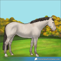 Horse Color:Classic Champagne Dun 