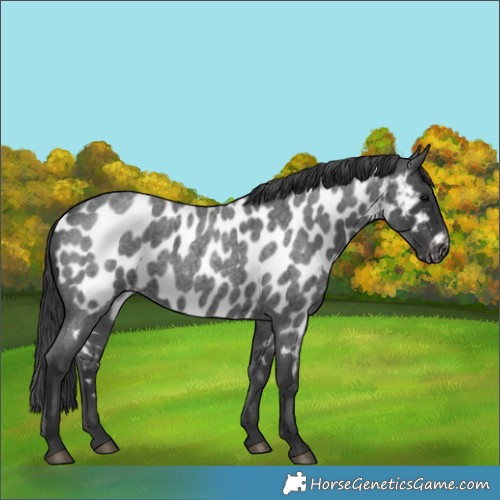 Horse Color:Blue Roan Near Leopard 
