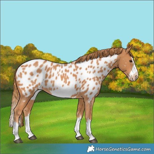 Horse Color:Chestnut Splash Frame Appaloosa
