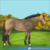 Horse Color:Buckskin