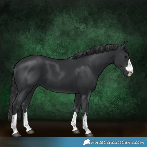 Horse Color:Black 