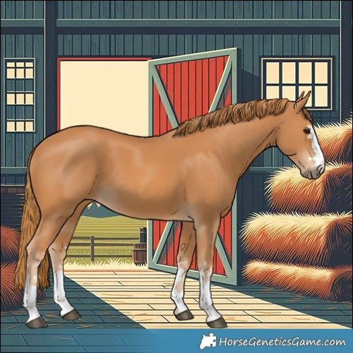 Horse Color:Chestnut 