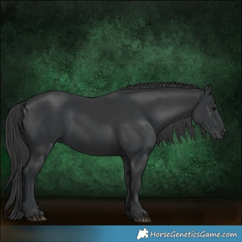 Horse Color:Black  and Black 